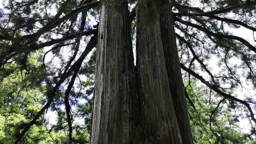 A tall, thousand-year-old cedar tree in Nagano, Japan. Its trunk is thick and straight, with lush foliage.
