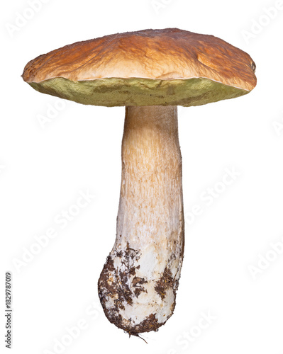 old large penny bun mushroom on white