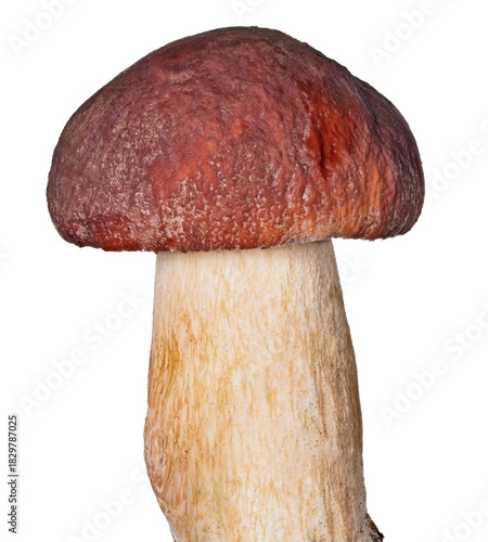 small dark brown fine penny bun on white