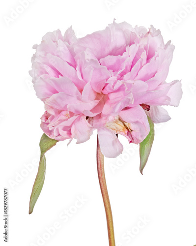 large pink peony flower with small two green leaves
