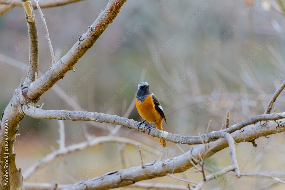 Fototapeta premium 枝に止まる美しいジョウビタキのオスと冬の自然の風景