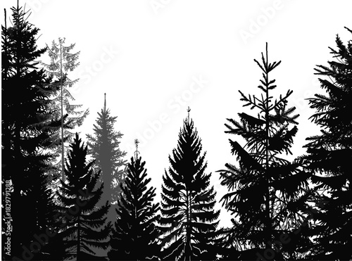 large black firs isolated forest illustration