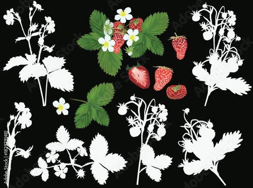 eight strawberry plants isolated on black