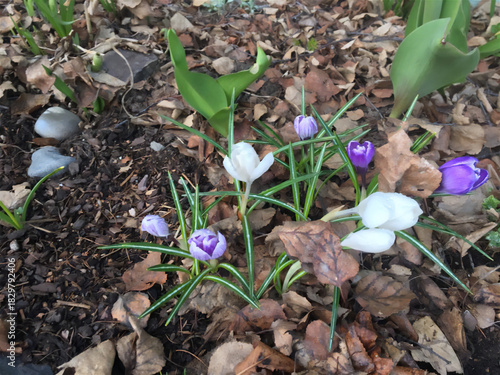 snowdrop flowers in the forest