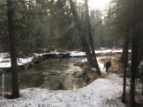 dog in winter forest