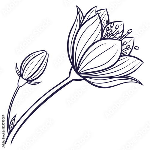 Elegant hellebore flower and bud in line art