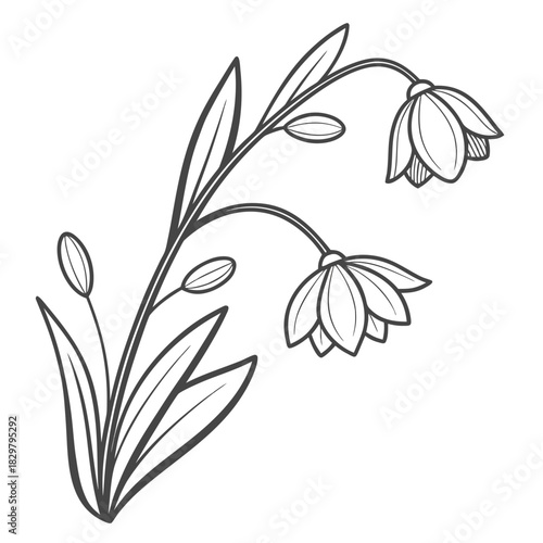 Elegant snowdrop flower illustration for design