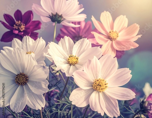 Pastel-toned cosmos flowers bloom in a sunlit garden, capturing delicate petals and vibrant centers