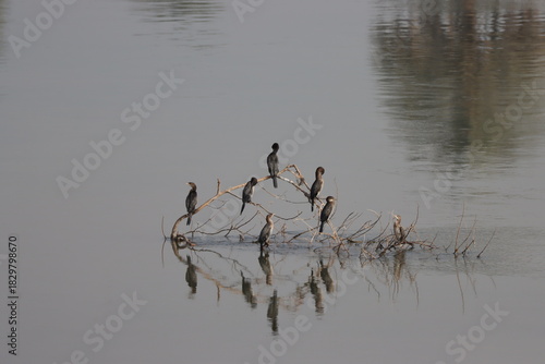 Water hens standing on a tree branch in the water