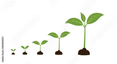 A sequence of plant growth stages from a small seedling to a mature sprout isolated on a white background representing development.