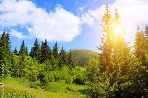Bright Sun Flare Over Lush Green Mountain Valley and Coniferous Forest. Mount Hoverla, Carpathians, Ukraine