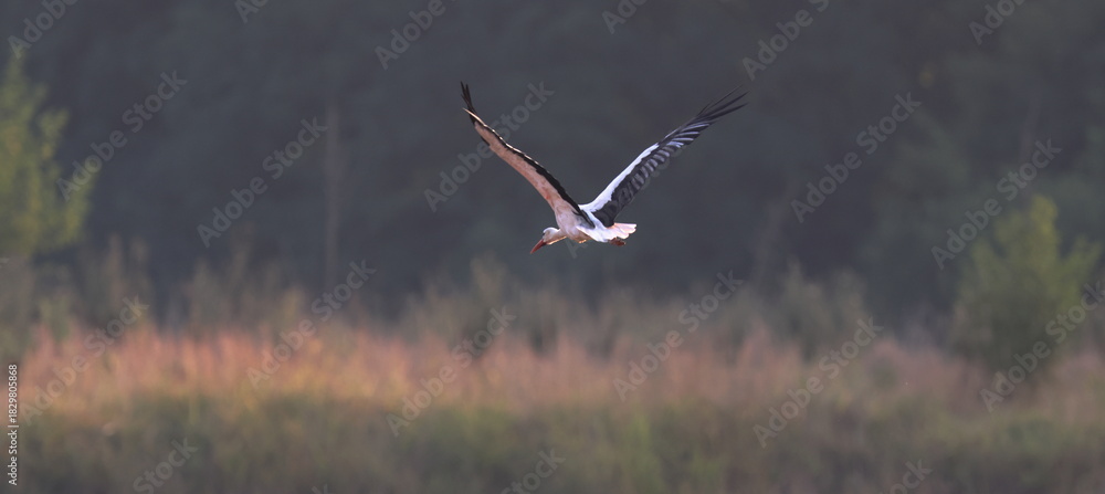 Obraz premium volo in campagna