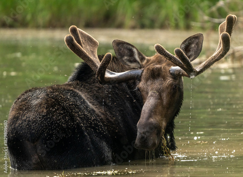 Bull Moose Turns To Look Behind While Chewing On Grasses In Deep Lake
