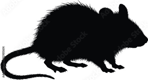 Rodent silhouette illustration, black rat or mouse icon, detailed animal shape, wildlife figure, isolated on white background