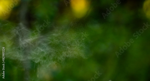 Cloud Of Pollen From Timothy Grass Floats Along Trail