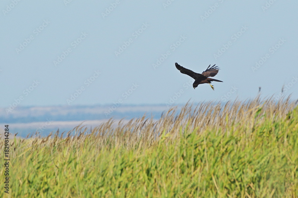 Fototapeta premium In the field above the reeds. western marsh harrier (Circus aeruginosus)