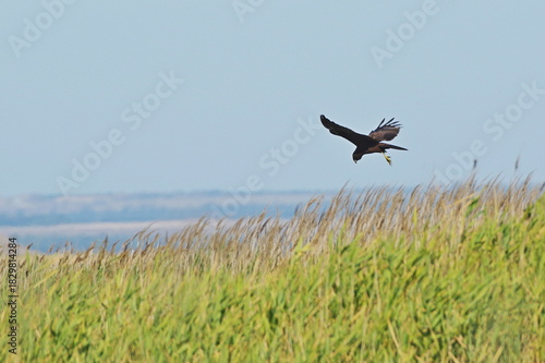 In the field above the reeds.  western marsh harrier (Circus aeruginosus)