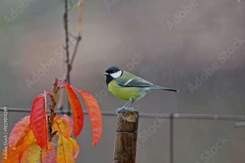 great tit on a branch. Parus major
