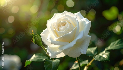 Close-up of a blooming white rose with soft petals and natural lighting against a green foliage background.
