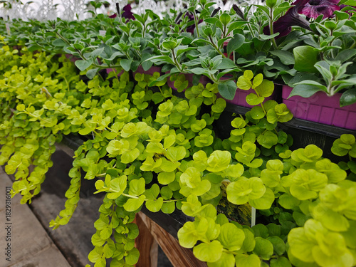 Closeup of the shape and texture of fresh, vibrant green seedling plants growing inside a commercial greenhouse during the springtime.