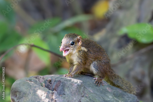 Wallpaper Mural Horsfield’s Treeshrew (Tupaia javanica) photographed in the forest of Bali Barat National Park, Indonesia. A small, fast-moving mammal known for its pointed snout, agile movements and squirrel-like ap Torontodigital.ca