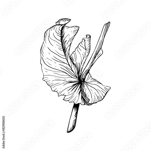 A sweet pea stem with leaf. Black and white hand drawn botanical style vector illustration. Painted by black inks. Sketch with fine lines isolated on white. Perfect for cards clip art.