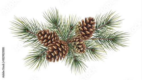 Watercolor Pine Branch with Pinecones Illustration, Evergreen Christmas Botanical Clipart