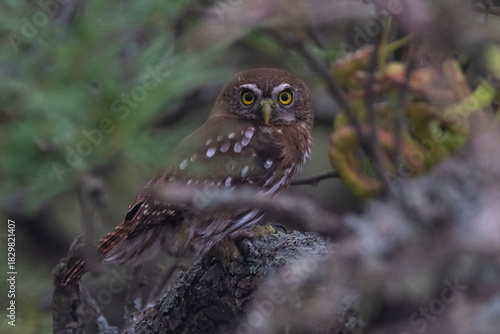 Bild auf Leinwand Ferruginous Pygmy owl, Glaucidium brasilianum, Calden forest, La Pampa Province, Patagonia, Argentina