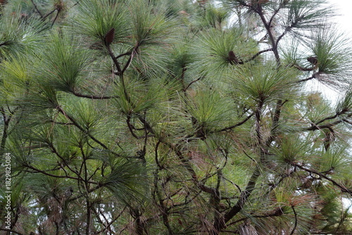 Naufnahme einer Gelb-Kiefer (Pinus ponderosa)