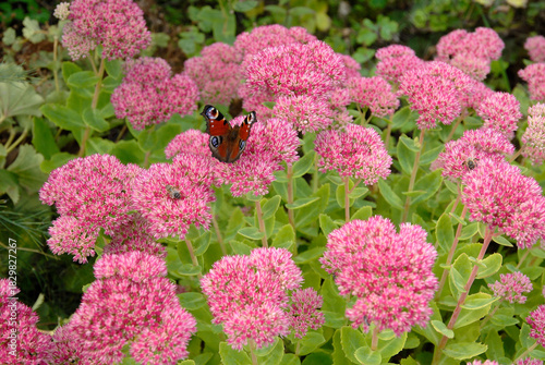 Sédum remarquable