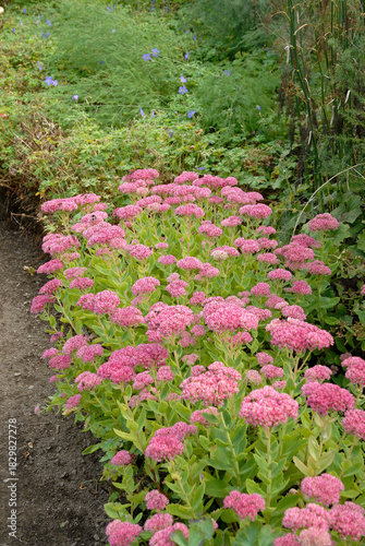 Sédum remarquable