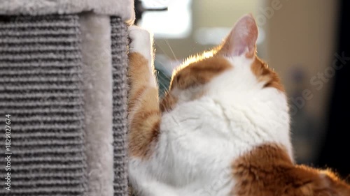 A cat scratches its claws on a fabric pad on the corner of a wall in an apartment.