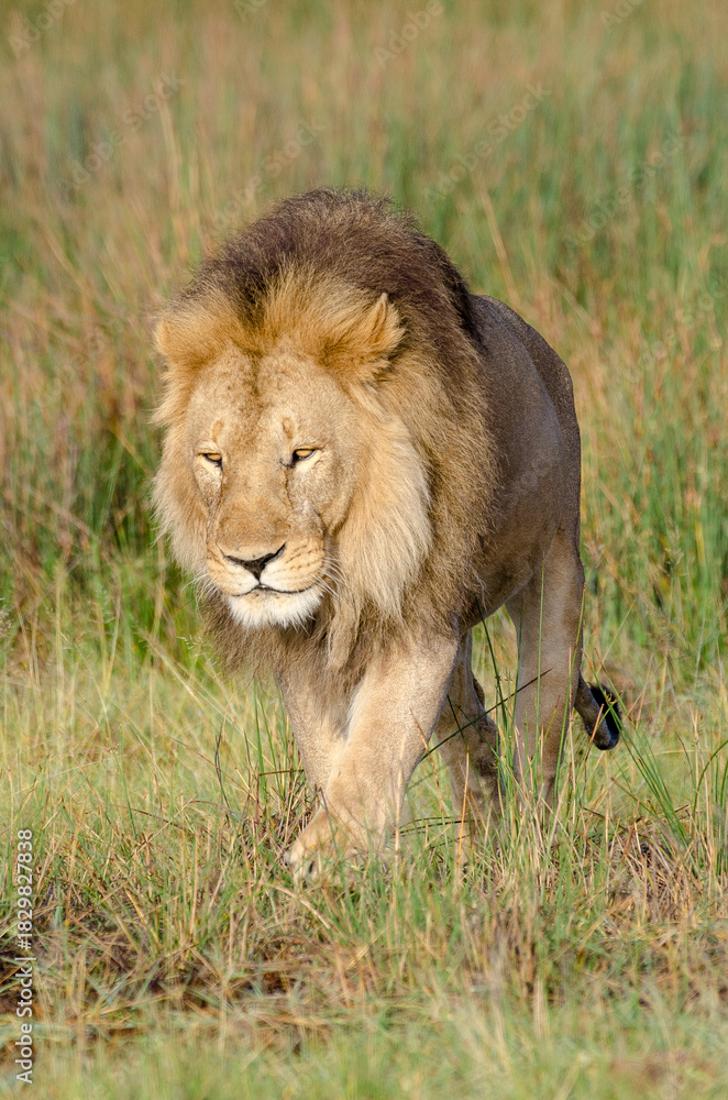 Naklejka premium lion