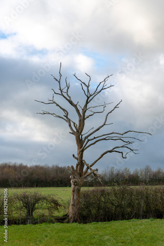 A dead Ash tree in Wiltshire.  Killed probably by Ash die-back.
