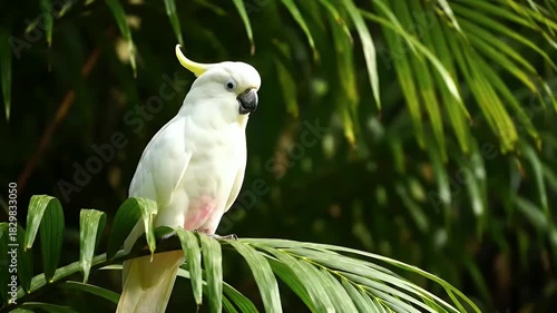 White Cockatoo Parrot In Natural Tropical Rainforest Environment Close Up