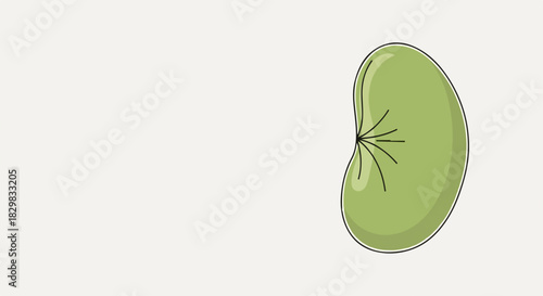 Green bean pod with fresh beans and healthy ingredient makes bean pod a fresh vegetable. Fresh bean pod are great for balanced eating, vegan diet, or as an addition to vegetarian meals.