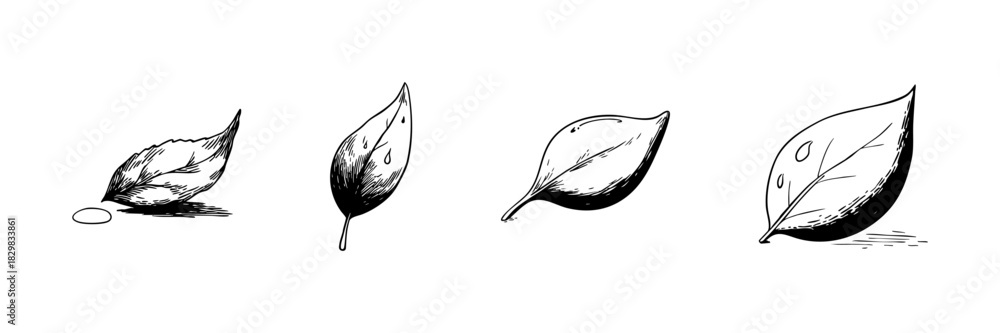 Naklejka premium Four Leaves Doodle Sketch Set. Nature, Growth, And Botanical Illustration In Hand Drawn Style Collection. Detailed Leaf Designs With Textured Patterns. Isolated Vector Illustration