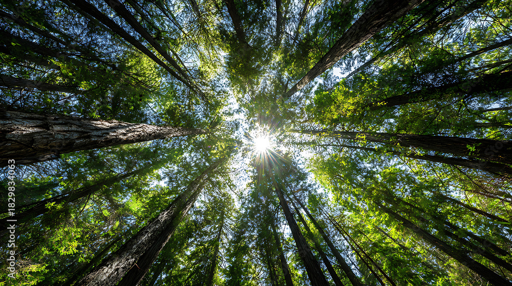 Obraz premium Redwood Forest Canopy with Sunburst Seen From Ground Level Perspective