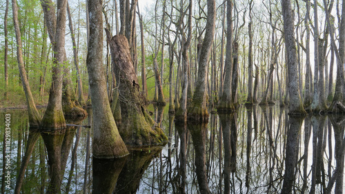View of the flooded cypress swamp forest with tree reflections in still water in Mississippi, Southern USA