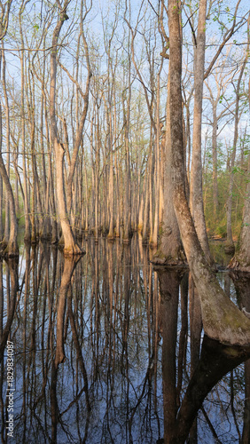 Vertical photo of a flooded swamp forest in Mississippi, Southern USA	
