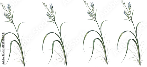 Simple black and white line drawing of a lily flower, minimalist botanical sketch ideal for coloring books, tattoos, logos, or decorative design.