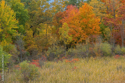 Autumn landscape of marsh and forest, Lake Doster, Michigan, USA