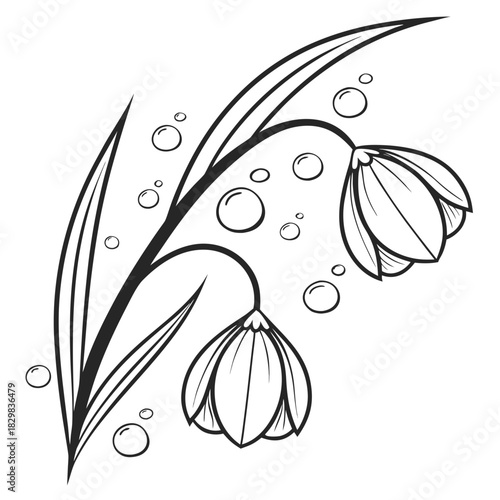Black and white illustration of two snowdrop flowers with dew drops