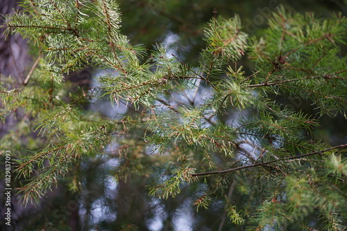 Nahaufnahme einer Gewöhnlichen Douglasie (Pseudotsuga menziesii)