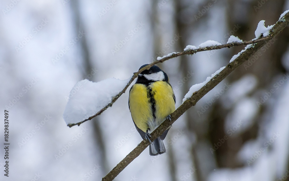 Naklejka premium A titmouse on a winter branch