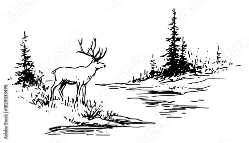 Majestic deer standing by snowy forest clearing with frozen stream – black line art vector illustration