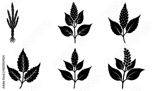 Elegant botanical illustration of flowering plant stages, timeless and classic design element for branding, invitations, and educational materials, natural elegance