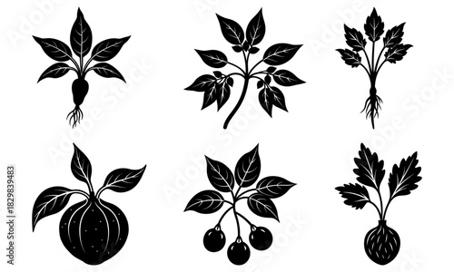 Botanical line art set: Elegant herbs and roots for natural wellness designs, perfect for organic product branding and sustainable lifestyle visuals