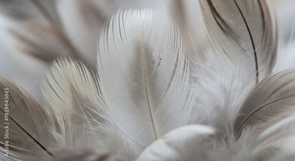 Fototapeta premium Soft, Fluffy White and Gray Feathers Macro Texture Background. An extreme close-up (macro) photograph showcasing a pile of soft, fluffy bird feathers in muted, natural tones of white, beige