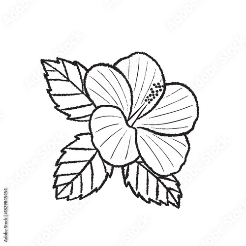ハイビスカスの線画